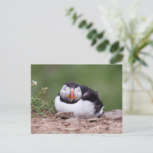 Schlafpuffin Postkarte (Stehend Vorderseite)