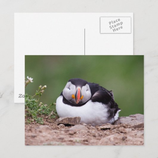 Schlafpuffin Postkarte (Vorne/Hinten)