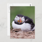 Schlafpuffin Postkarte (Vorne/Hinten)