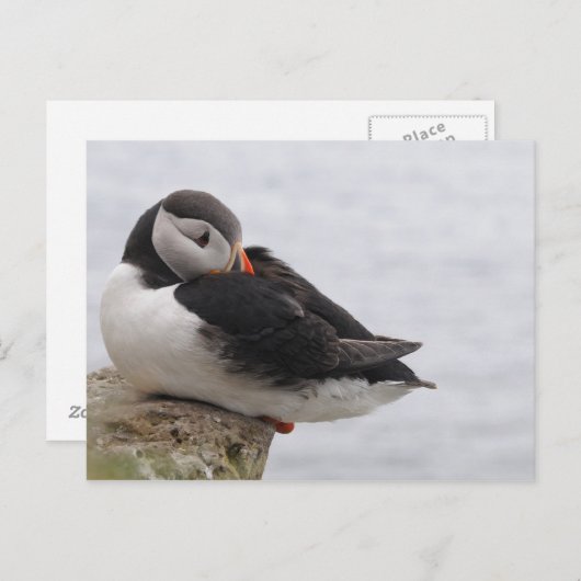Schlafpuffin Postkarte (Vorne/Hinten)