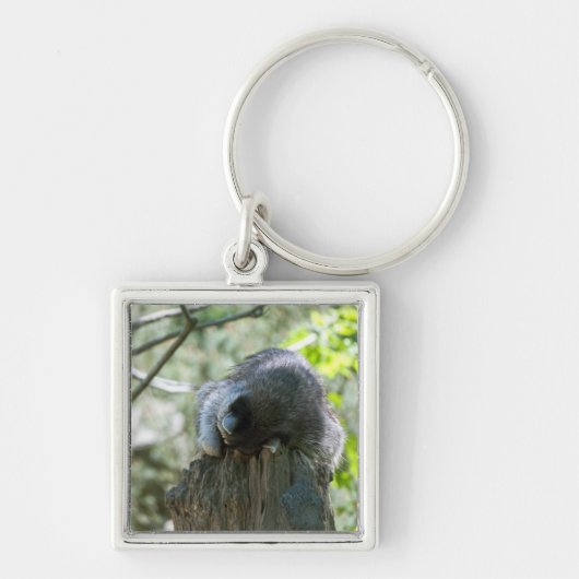 Schlafraccoon-Schlüsselanhänger Schlüsselanhänger (Vorne)
