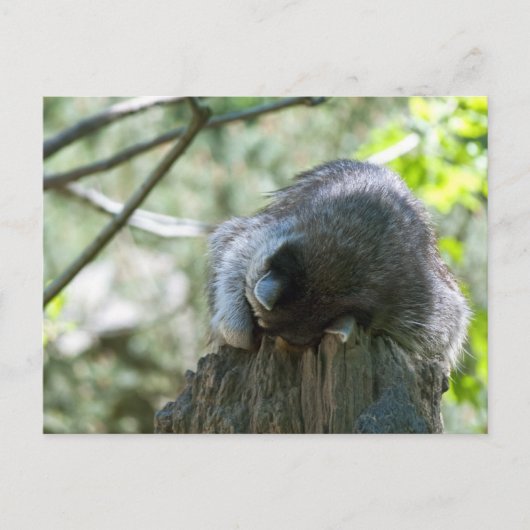 Schlafracoon-Postkarten Postkarte (Vorderseite)