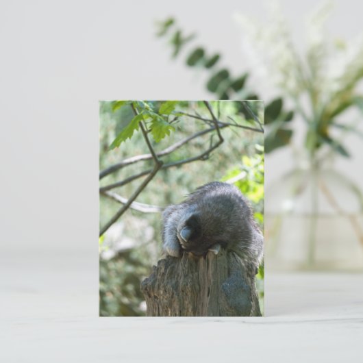 Schlafracoon-Postkarten Postkarte (Stehend Vorderseite)