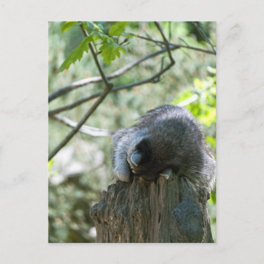 Schlafracoon-Postkarten Postkarte (Vorderseite)