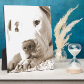 schläfrig-freundliche, weiße Pitbulle Hassdee nich Fotoplatte (Seite)