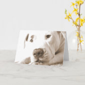 schläfrig-freundliche, weiße Pitbulle Hassdee nich Karte (Gelbe Blume)