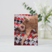 Schläfrige Ingwerkitty mit großem Gähnen Postkarte (Stehend Vorderseite)