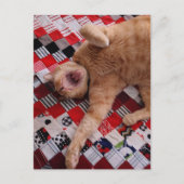 Schläfrige Ingwerkitty mit großem Gähnen Postkarte (Vorderseite)