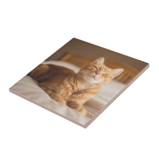 Schläfrige Katze Getty Bild-| Fliese (Seite)