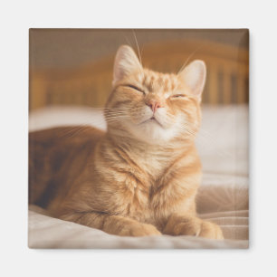 Schläfrige Katze Getty Bild-  Magnet