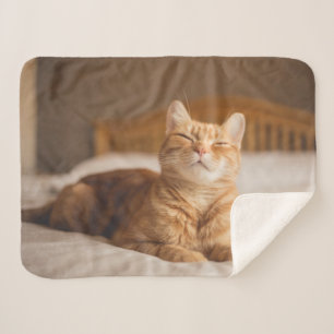 Schläfrige Katze Getty Bild- Sherpadecke