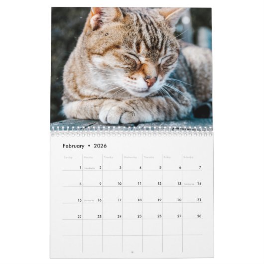 Schläfrige Katzen Foto Mauerkalender Kalender (Feb 2026)
