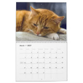 Schläfrige Katzen Foto Mauerkalender Kalender (Mär 2027)