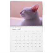 Schläfrige Katzen Foto Mauerkalender Kalender (Jan 2027)