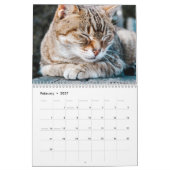 Schläfrige Katzen Foto Mauerkalender Kalender (Feb 2027)