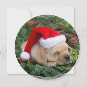Schläfrige Labrador Retriever Welpe mit Weihnacht Feiertagskarte