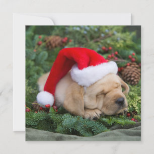 Schläfrige Labrador Retriever Welpe mit Weihnacht Feiertagskarte