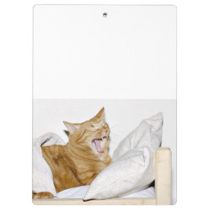 Schläfrige orange Tabbykatze Klemmbrett