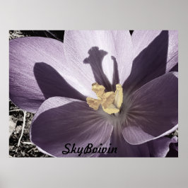 schläfriger Crocus Poster
