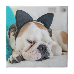 Schläfriger Hund Getty Bild-  mit Katzen-Stirnban Fliese