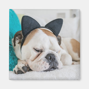 Schläfriger Hund Getty Bild-  mit Katzen-Stirnban Magnet