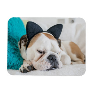 Schläfriger Hund Getty Bild- mit Katzen-Stirnband Magnet