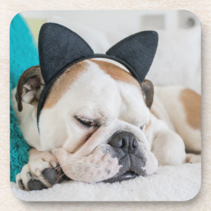 Schläfriger Hund Getty Bild-  mit Katzen-Stirnband Untersetzer