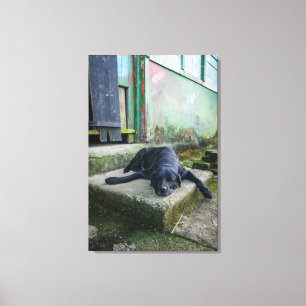 Schläfriger Hund Leinwanddruck