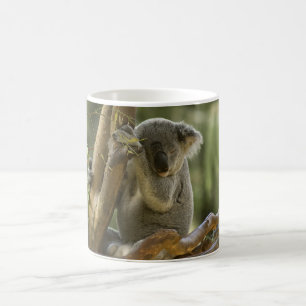 Schläfriger Koala-Bär Kaffeetasse