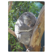 Schläfriger Koala Klemmbrett (Rückseite)
