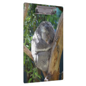 Schläfriger Koala Klemmbrett (Rechts)