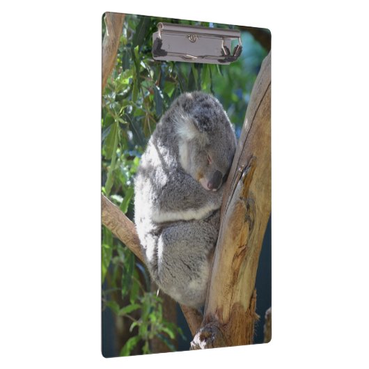 Schläfriger Koala Klemmbrett (Rechts)