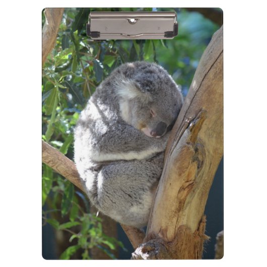 Schläfriger Koala Klemmbrett (Vorderseite)