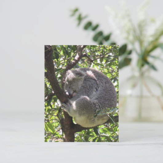 schläfriger Koala Postkarte (Stehend Vorderseite)