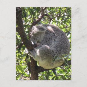 schläfriger Koala Postkarte