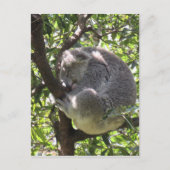 schläfriger Koala Postkarte (Vorderseite)