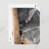 schläfriger Koala Postkarte (Vorne/Hinten)