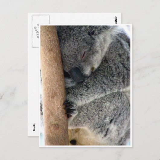 schläfriger Koala Postkarte (Vorne/Hinten)
