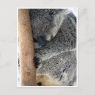 schläfriger Koala Postkarte