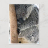 schläfriger Koala Postkarte (Vorderseite)