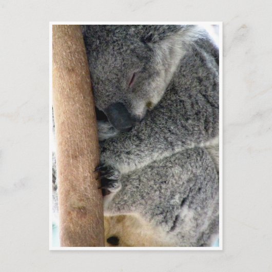 schläfriger Koala Postkarte (Vorderseite)