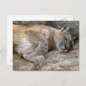 Schläfriger Kopf Postkarte (Vorne/Hinten)