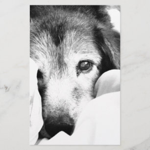 schläfriger Kuschelhund auf Bett schwarz weiß Briefpapier
