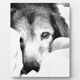 schläfriger Kuschelhund auf Bett schwarz weiß Fotoplatte