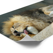 Schläfriger Löwe aus der Zunge 6X4" Poster (Ecke)