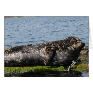 Schläfriger Seelöwe