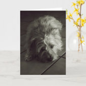 Schläfriger Steinhaufenterrier Karte (Gelbe Blume)