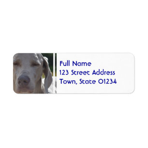 Schläfriges Weimaraner