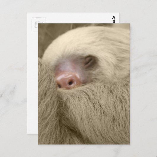 Schläfrigkeit Postkarte (Vorne/Hinten)