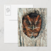 Schlafschale in einem Baum Postkarte (Vorne/Hinten)